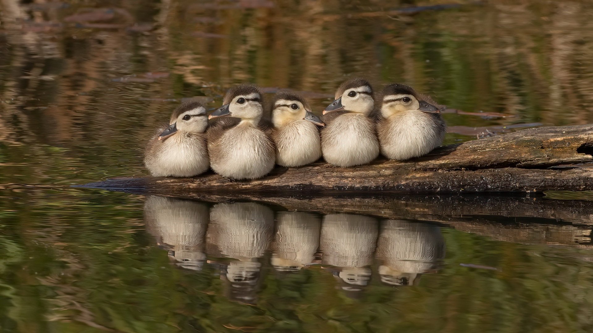 当张继科的球拍挥出旋风，一个时代的狂澜被骤然掀起，中国队鏖战奥地利队
