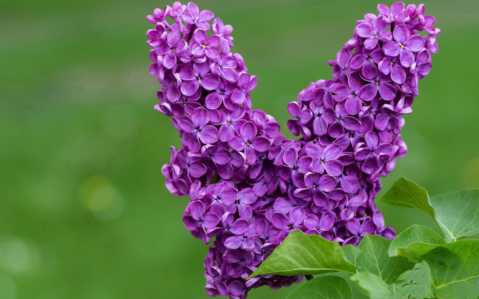 横扫的代价与点燃的意志,拉塞尔如何在不完美中定义伟大