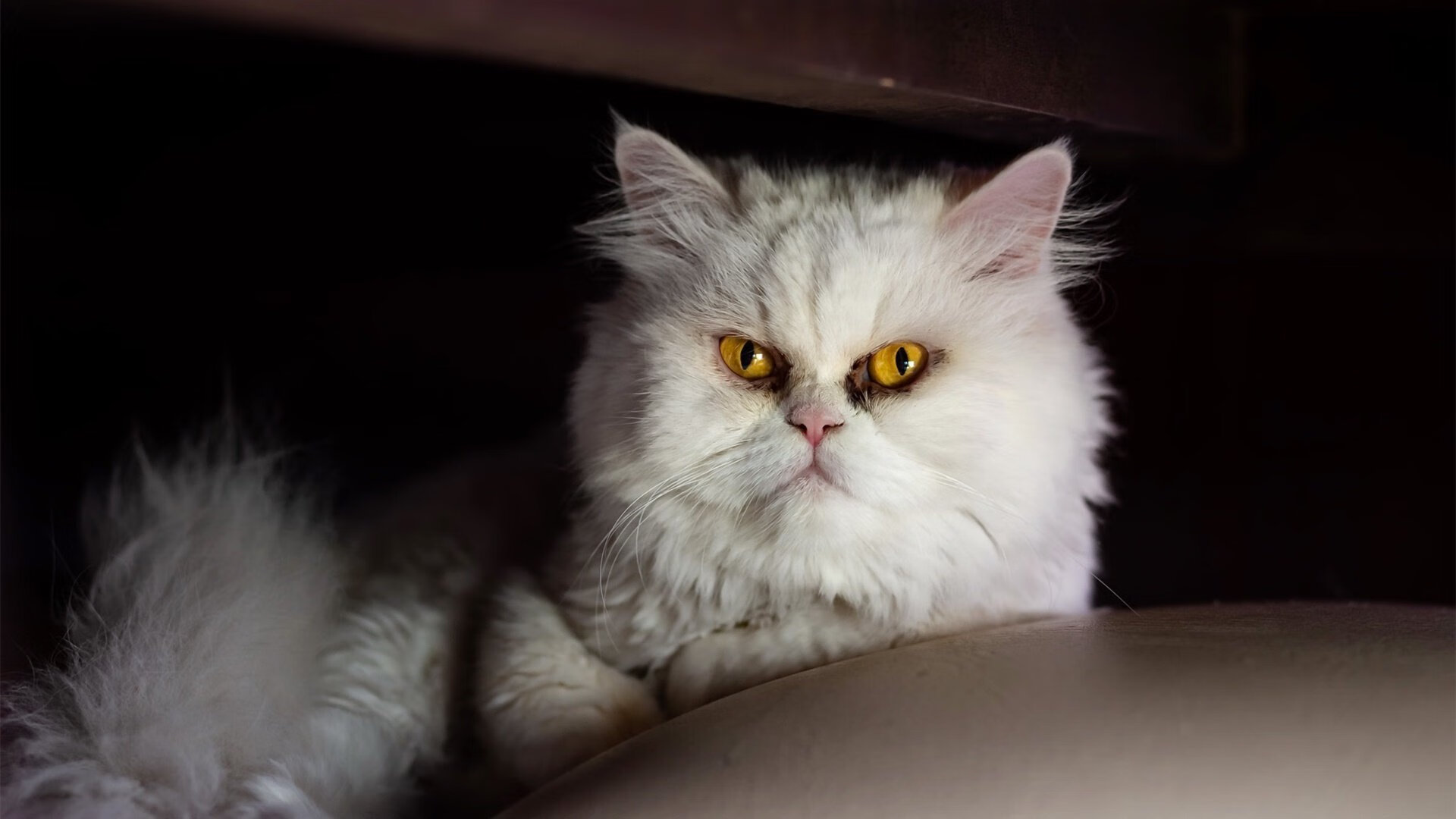 纽约的防守哲学，小贾伦如何用篮球智慧在欧洲足坛导演尼克斯式胜利