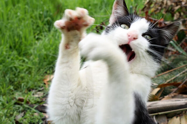 绿茵场外的世界杯，当曼联遇上沙特的资本与足球叙事