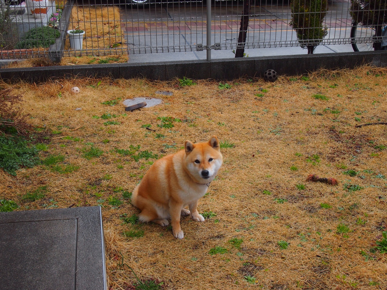 欧冠半决赛焦点战，摩纳哥连击破防，强势压制贝蒂斯