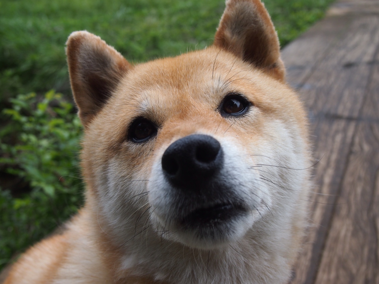 救赎的艺术，当弗拉霍维奇遇见智利的铁血