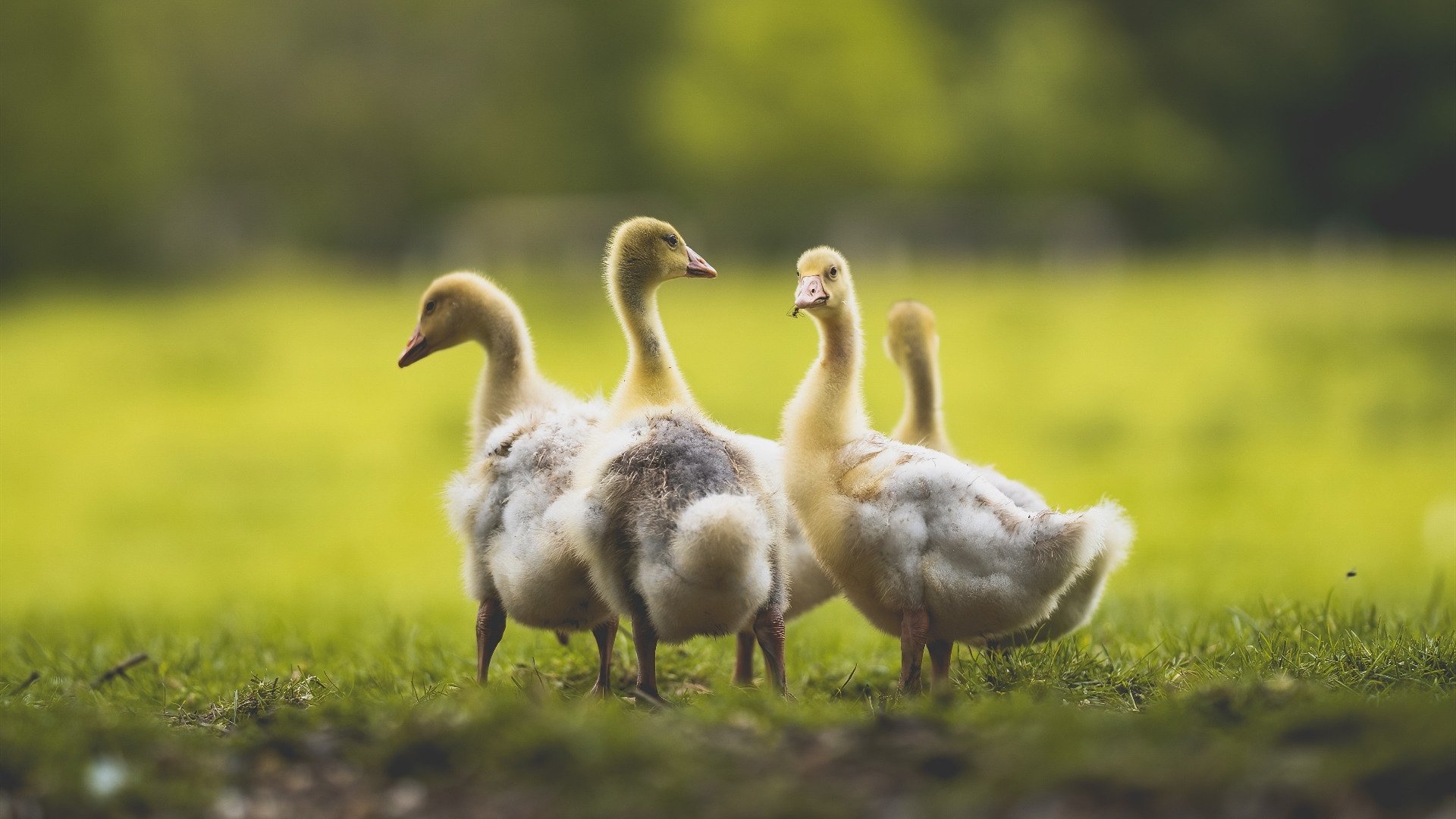 南欧之巅VS北非之虎，劳塔罗在跨大洲焦点战中完成自我正名