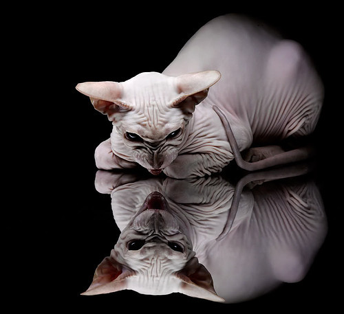 孤独与领袖的共舞，欧冠之夜，奥亚尔萨瓦尔如何完成从配角到主宰的蜕变