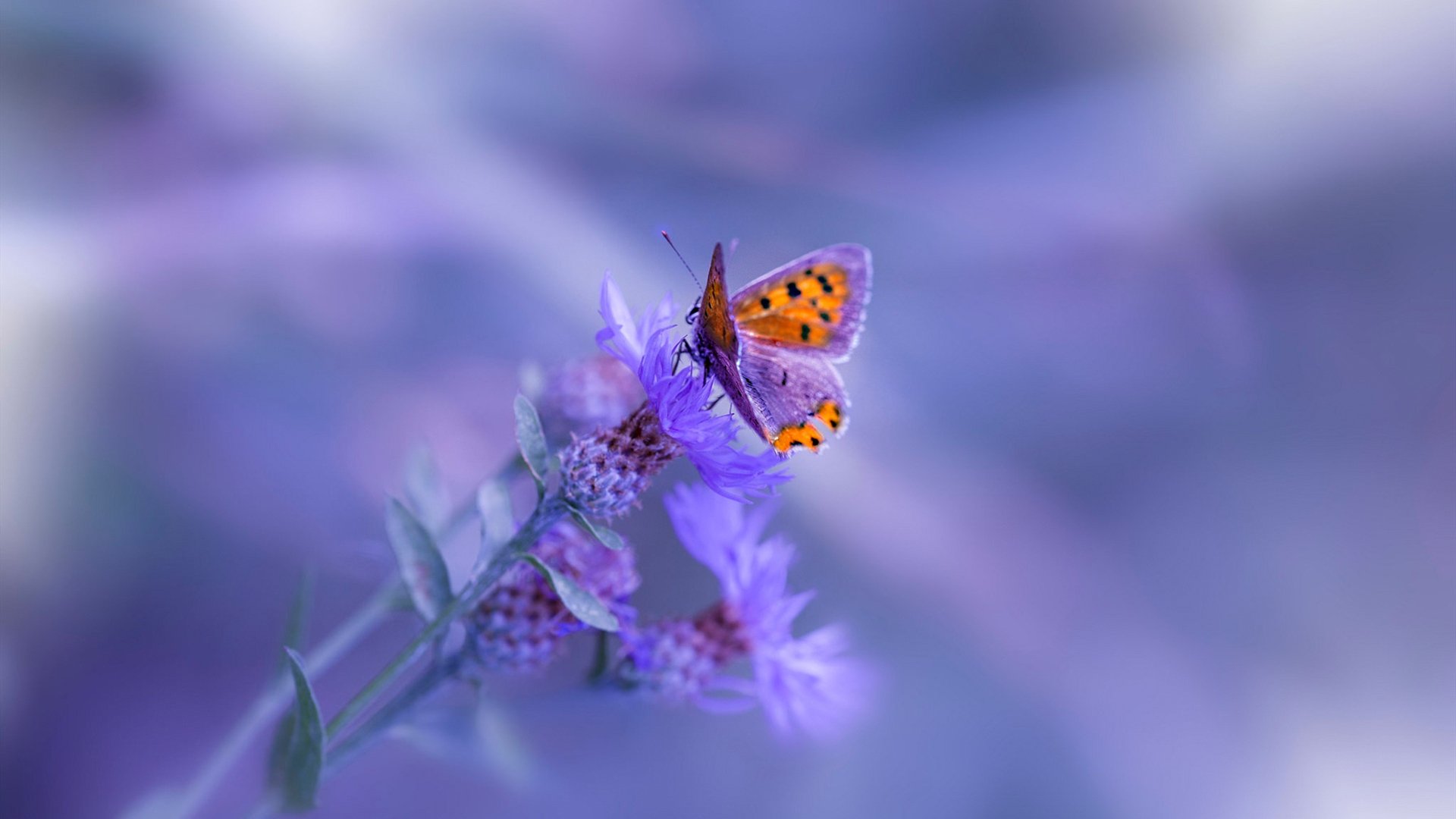 孤星闪耀难敌团队洪流，小贾伦爆发夜，快船如何用节奏绞杀凯尔特人