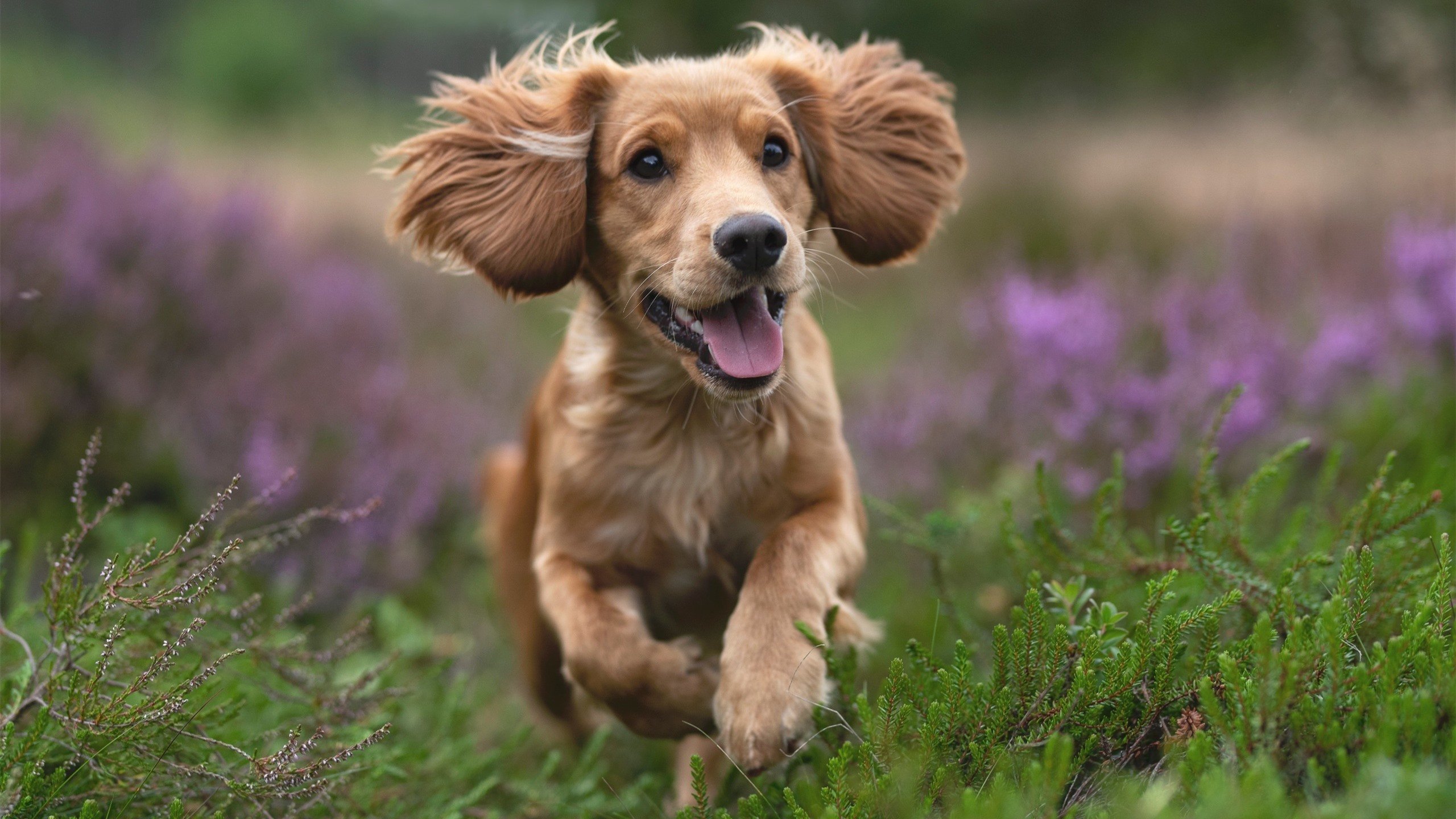 当银黑军团跨越万里而来，年度焦点之战，马刺团队篮球完胜新疆铁血防线