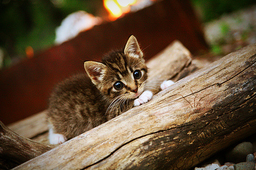 当盾牌成为长矛，戈贝尔的进攻宣言与凯尔特人的逆转密码—两场定义性的比赛