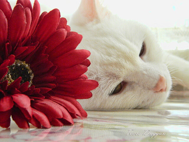 爱游戏2026-圣地亚哥的硝烟与洛杉矶的赛道，1976奥运资格赛背后的半球博弈