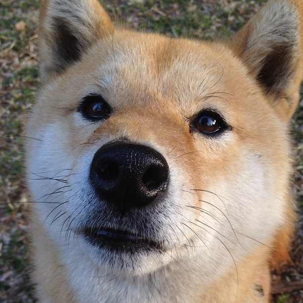 个体天才与集体机器的对撞，国际米兰的战术压制与厄德高的孤独爆发