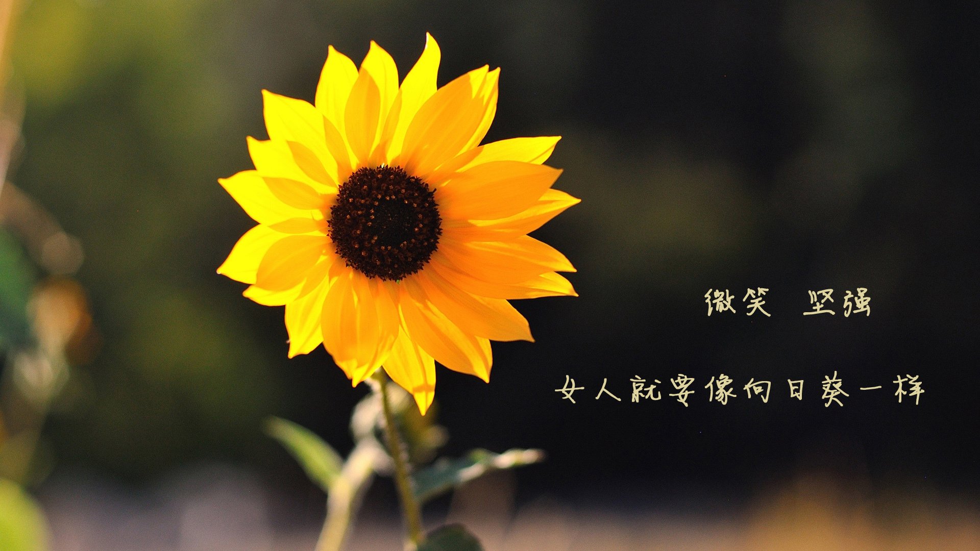 宿命的回响，2026世界杯G组巅峰对决，美国绝杀英格兰，内马尔以天赋书写不朽传奇